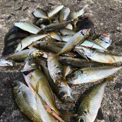 松江市手結漁港フカセ釣り