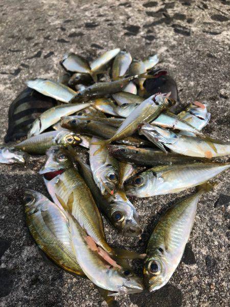 松江市手結漁港フカセ釣り