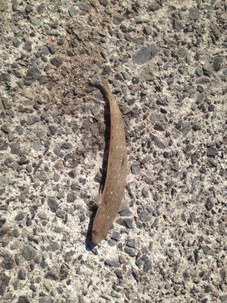 引きは楽しめました