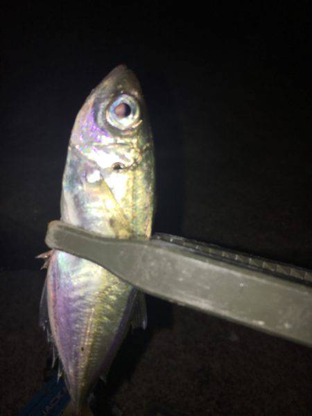 今季初アジング！