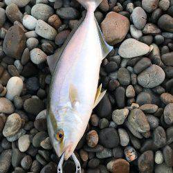 シオ( ´ ▽ ` )ﾉ小さくても青物(￣^￣)ゞ