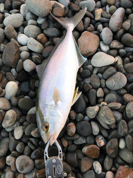 シオ( ´ ▽ ` )ﾉ小さくても青物(￣…