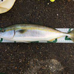 サビキ釣りの予定が…