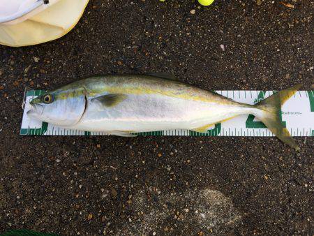 サビキ釣りの予定が…