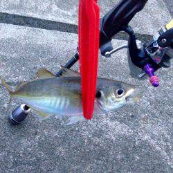 続アジングレクチャー