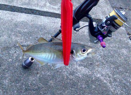 続アジングレクチャー