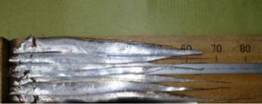 タチウオ釣り。