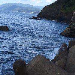 アオリの成長悪いな！