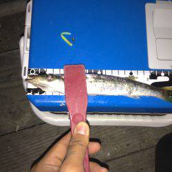 またまたアジング