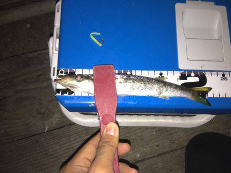 またまたアジング