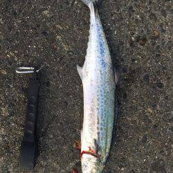 ショア&ゲッター