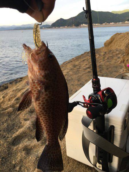 オオモンハタとアカハタ