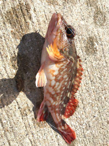 ちょい釣れました