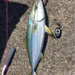 ツバス サゴシ タチウオ