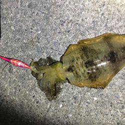 マズマズのアオリ