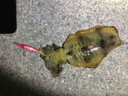 マズマズのアオリ