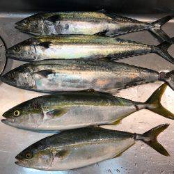 爆釣予感も仕事で納竿。。。