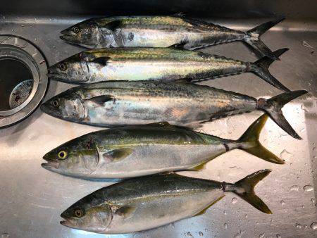 爆釣予感も仕事で納竿。。。