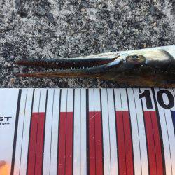 太刀魚は今日も渋かった