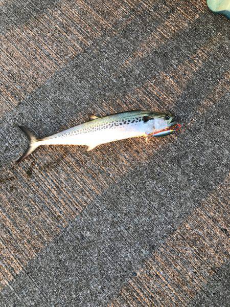 夕まずめ短時間勝負