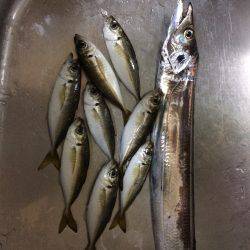 単発、太刀魚の群れは何処に?