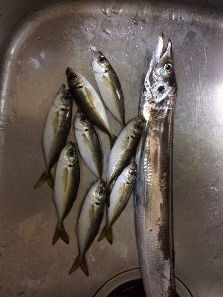 単発、太刀魚の群れは何処に？