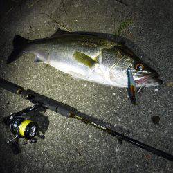 ナイトシーバス♩