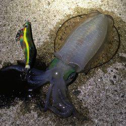 釣れたら帰ろう。