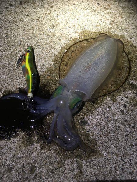 釣れたら帰ろう。