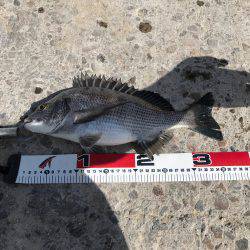 文里の紀州釣り