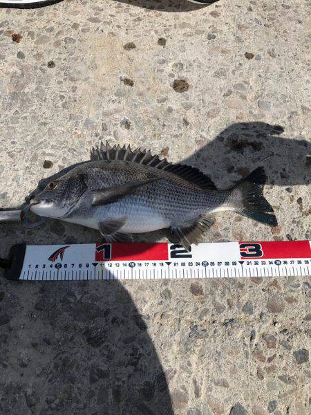 文里の紀州釣り