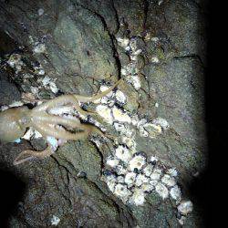 根掛かりと思いました笑