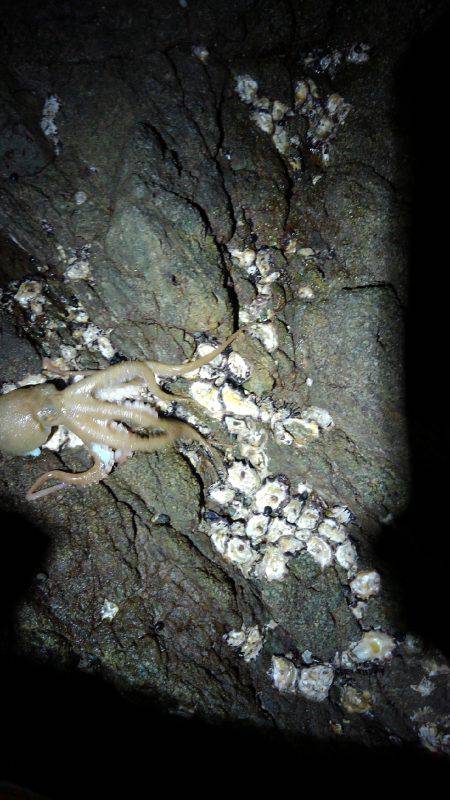 根掛かりと思いました笑