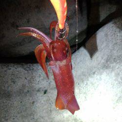 ケンサキイカ釣れました！