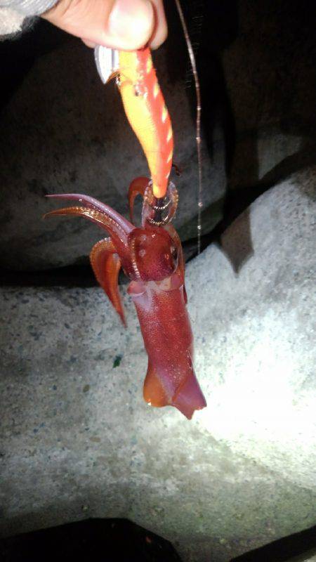 ケンサキイカ釣れました！