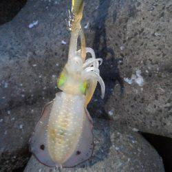 本命アオリ釣れました！