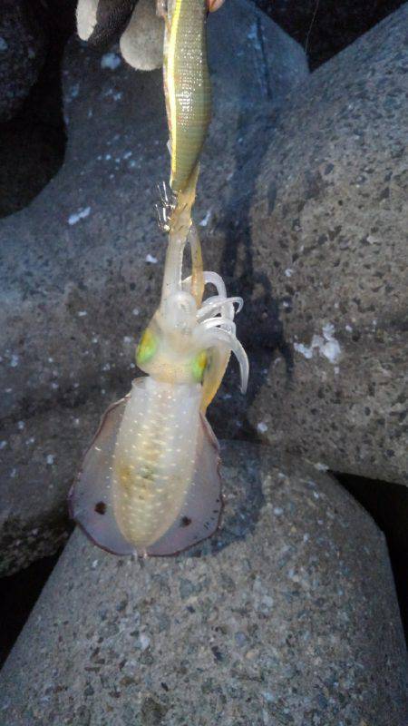 本命アオリ釣れました！