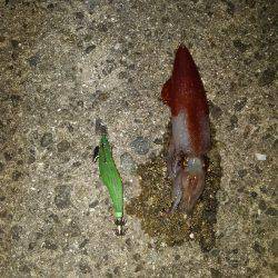 ケンサキイカ～