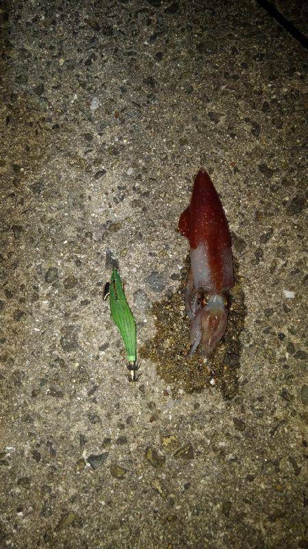 ケンサキイカ～