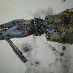 アオリイカ一杯