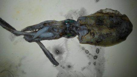 アオリイカ一杯