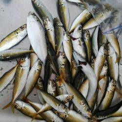 コスモスクエアにて投げサビキ