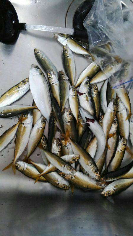 コスモスクエアにて投げサビキ