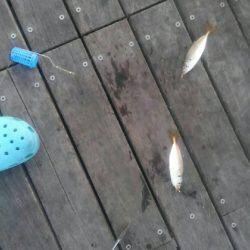 コスモスクエアサビキ釣果