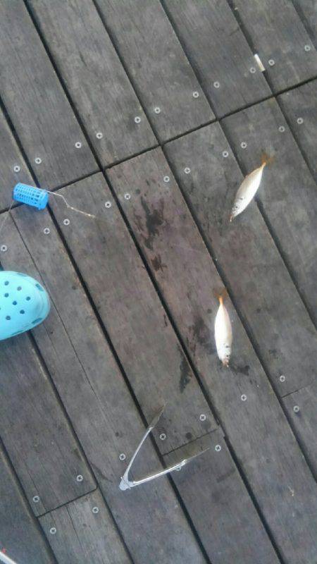 コスモスクエアサビキ釣果