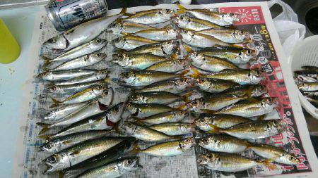 コスモスクエアサビキ釣果