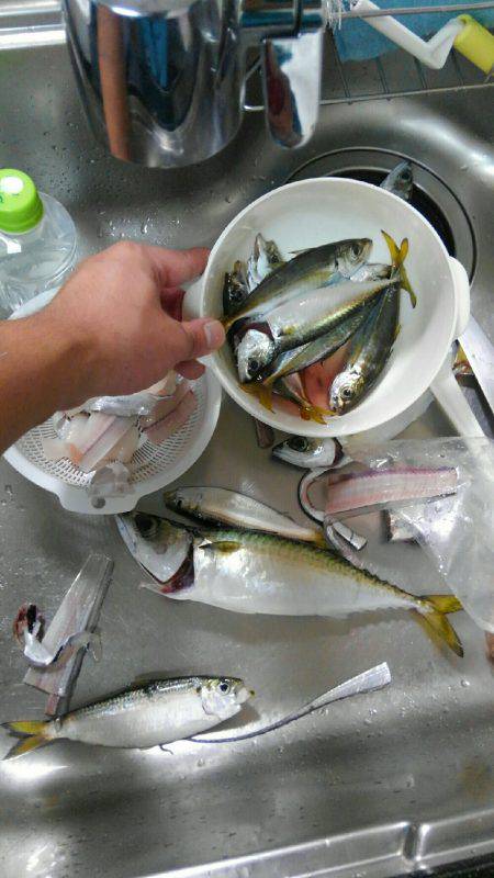 コスモスクエアにてカゴ釣り、太刀魚釣り