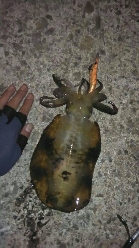 そろそろ本格的？秋イカ