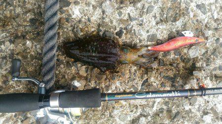 三重県での初シャクリ