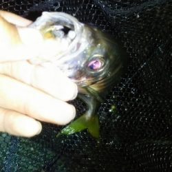 久しぶりのキャロアジ